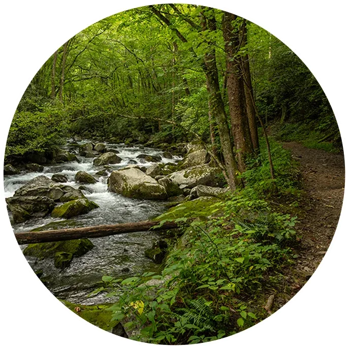 Mountain rainforest location quiet, cool, and immersive